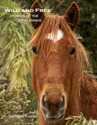 Small Cover - Horse Book